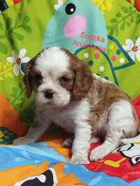 Cavalier King Charles spaniel - śliczna suczka