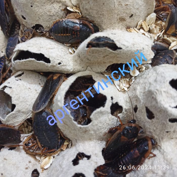 Продам мраморных и аргентинских тараканов