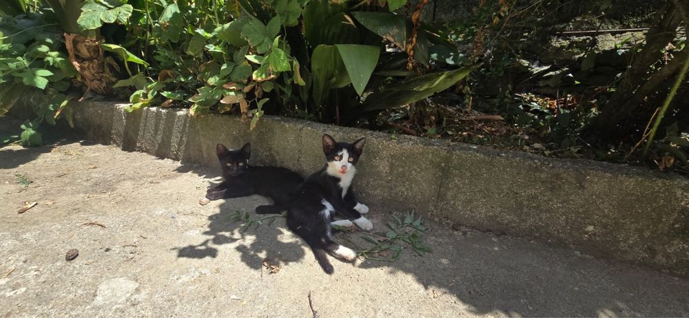 Gatos para adoção