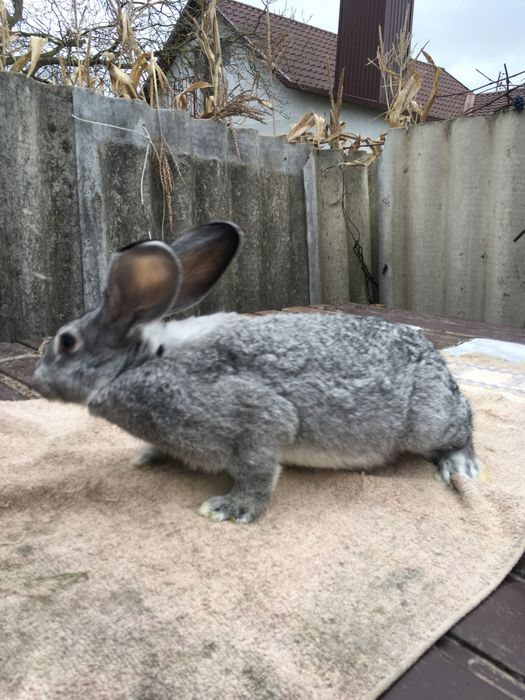 Кролиця, кролі кітна