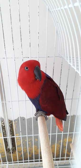 Ecletus Roratus Fêmea