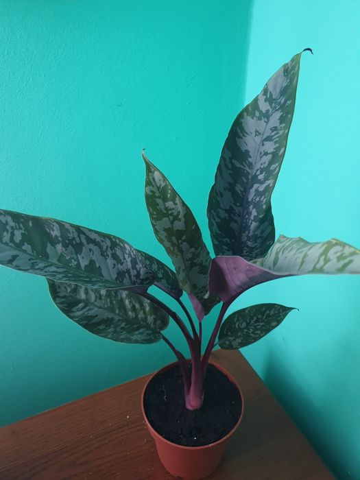 Хомаломена. Комуфляж,  . Апобалліс. Спатифілум. Даймонд. Аглаонема. Аз