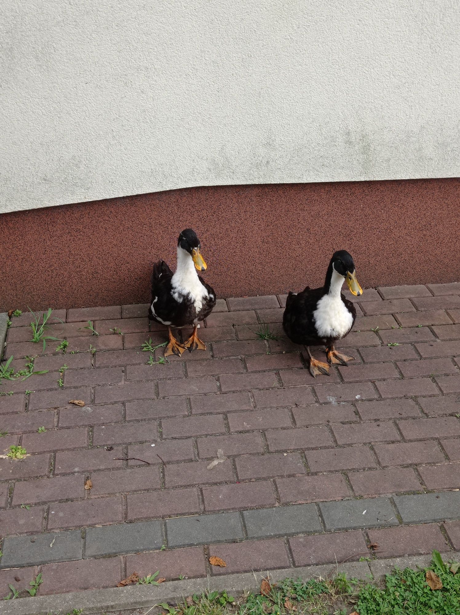 Kaczor dworka możliwa wymiana na kaczkę
