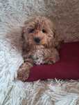 Suczka cockapoo mama cocker spaniel tata pudel toy badania genetyczne