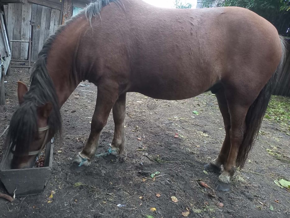 Продається кінь , зчищений , спокійний