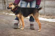 DODO - Schronisko Canis w Kruszewie
