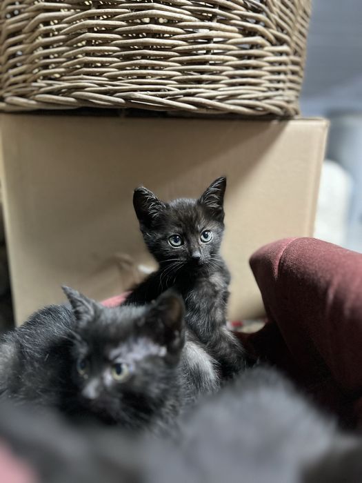 Kot europejski czarny