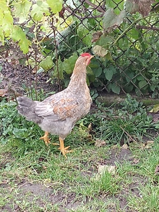 Продам домашніх молоденьких півників