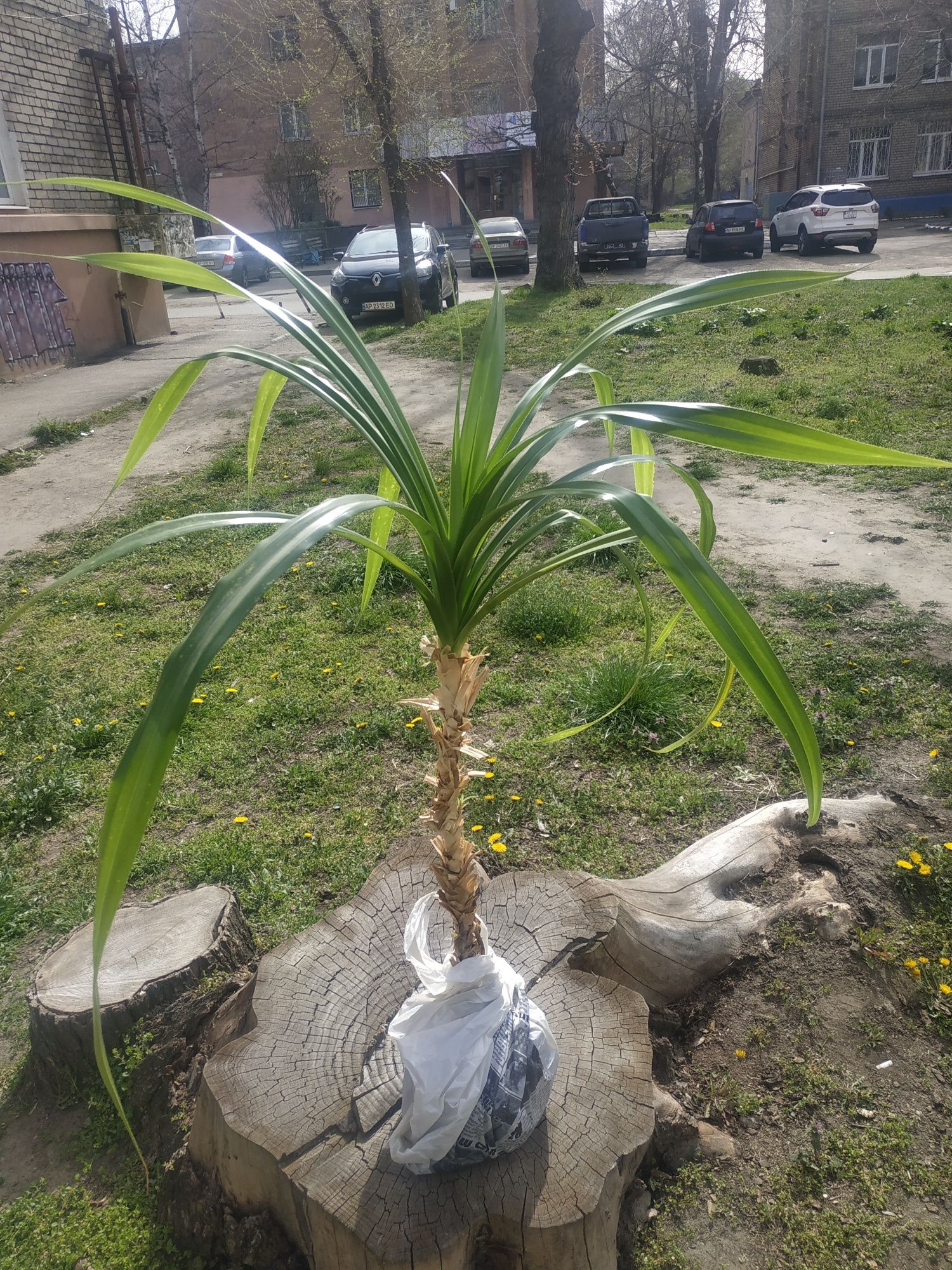 Интерьерная Супер пальма
