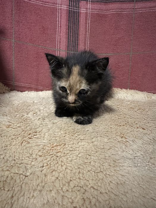 Котики від британця