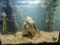 Sprzedam akwarium 45l