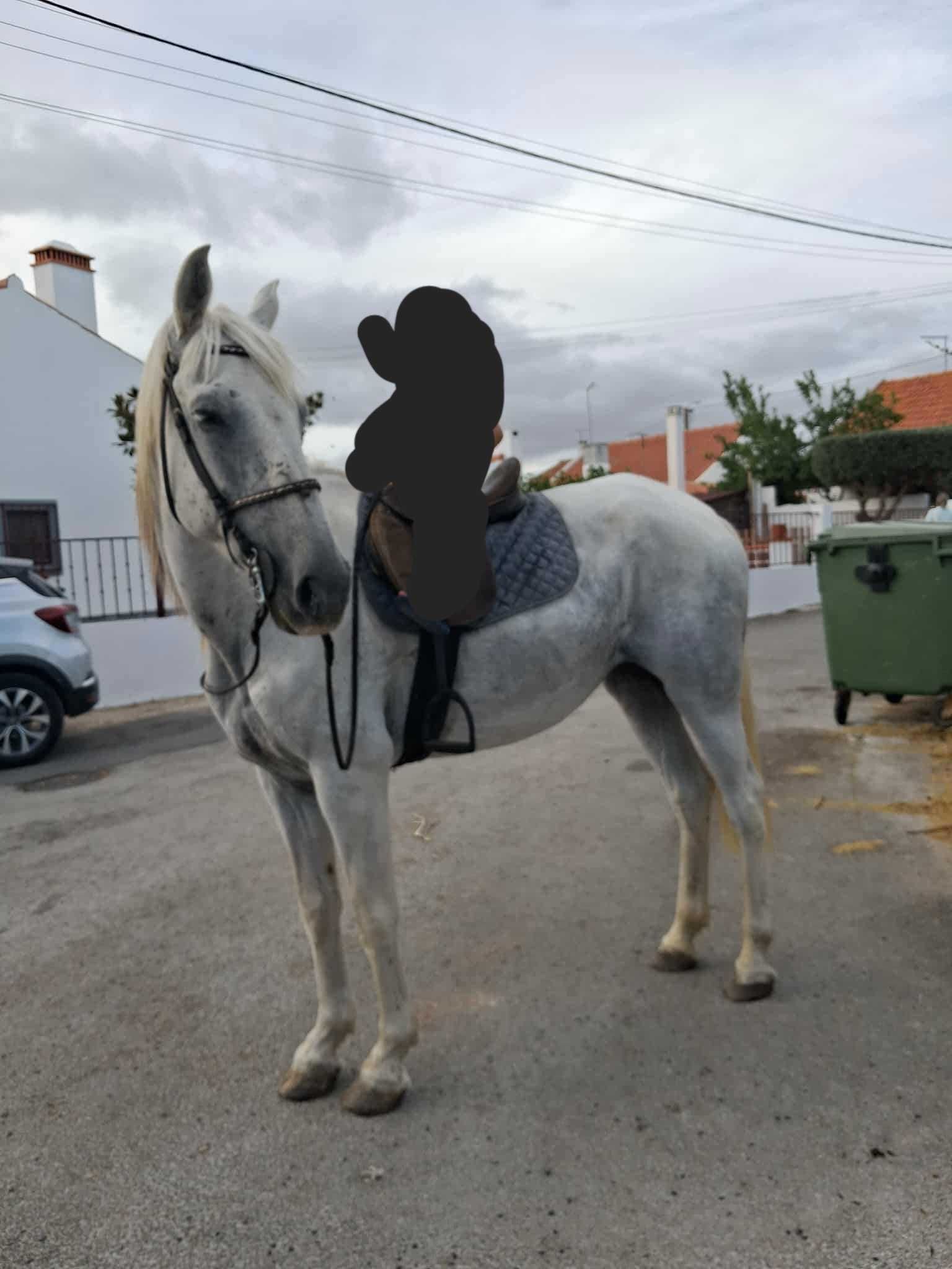 Vendo égua Montada
