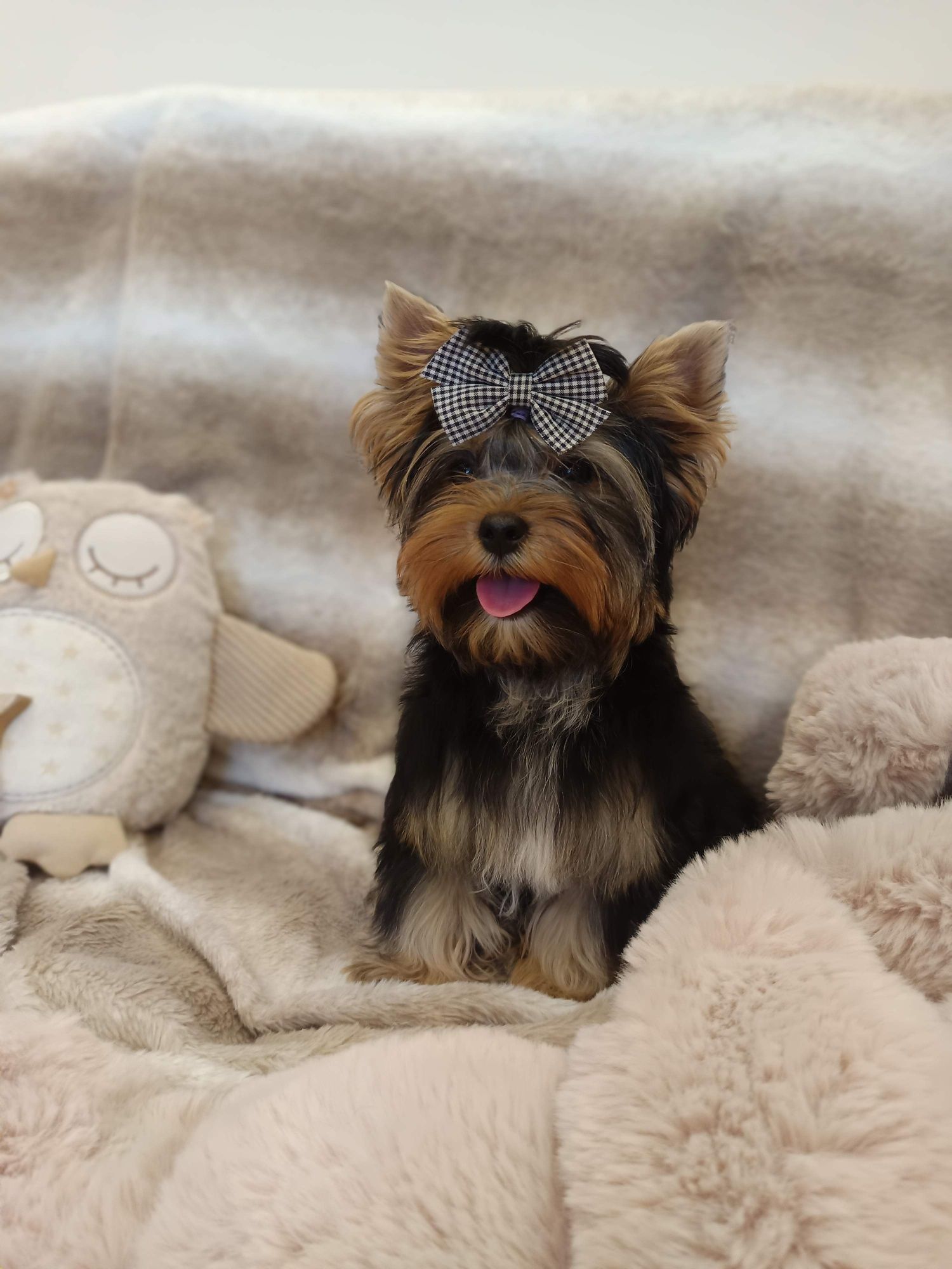 Yorkshire terrier