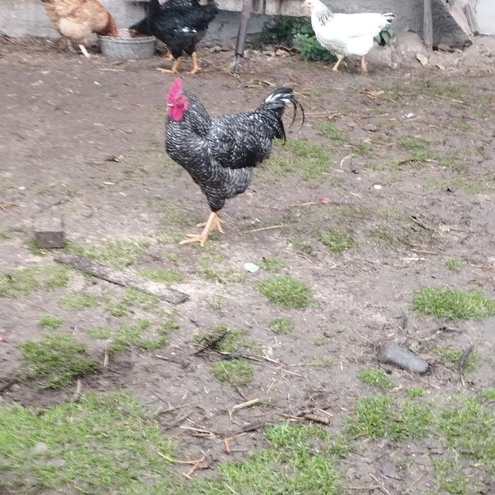 Kury ozdobne i nie tylko