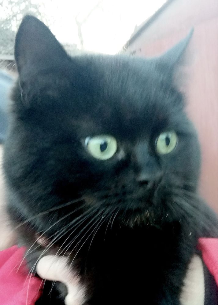 Красивый крупный черный плюшевый кот Бегемот 1.5г британский котик