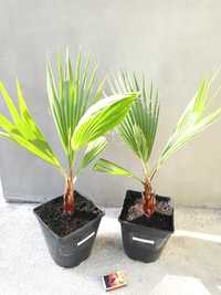 Waszyngtonia (Washingtonia robusta)+GRATIS!