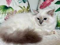 Kocurek  Ragdoll gotowy do zmiany domu PROMOCJA