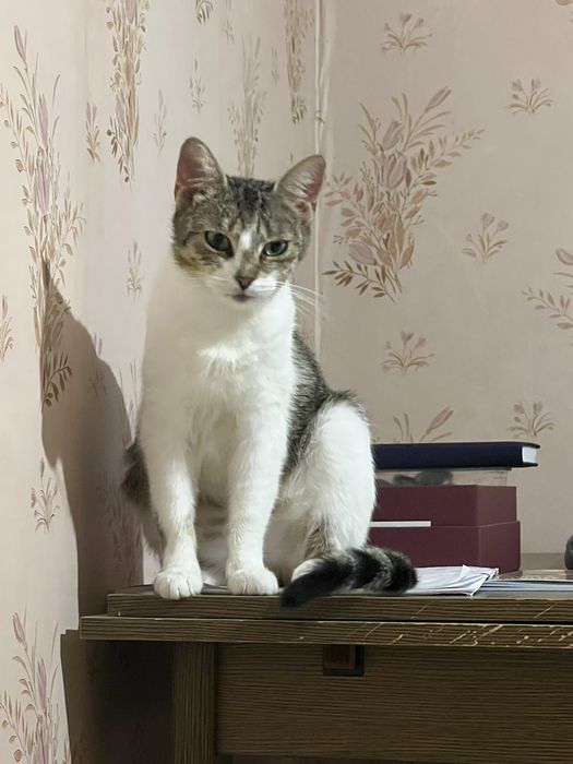 Кошечка  из приюта Вышгород