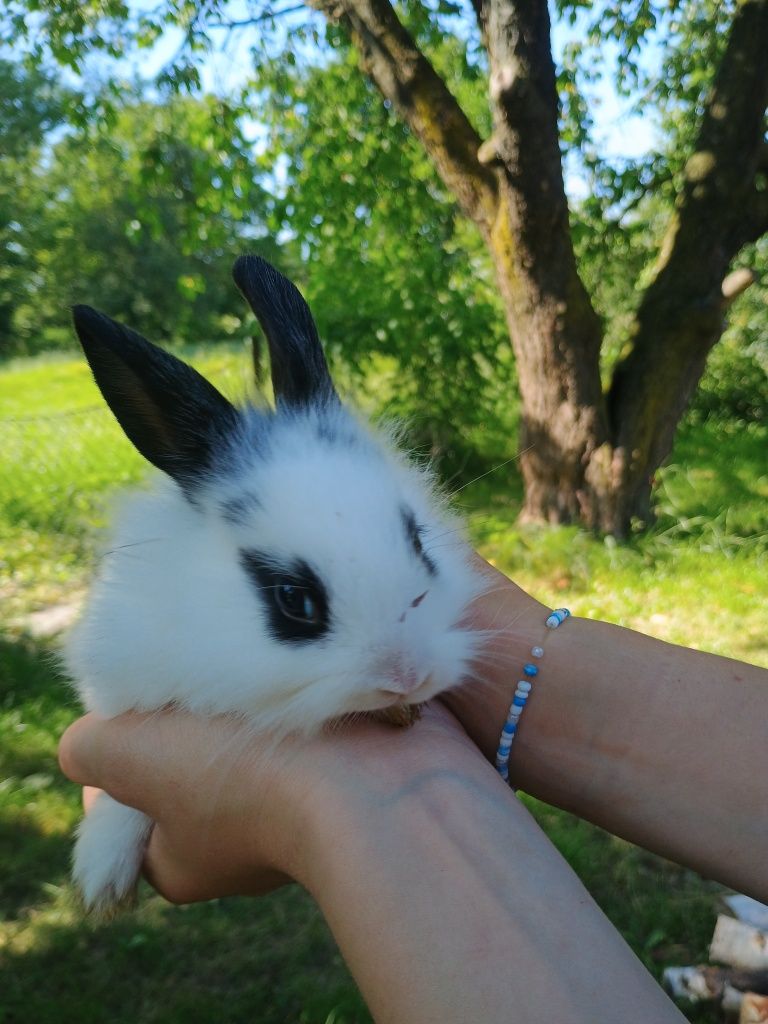 Króliki miniaturki młode oswojone królik samce