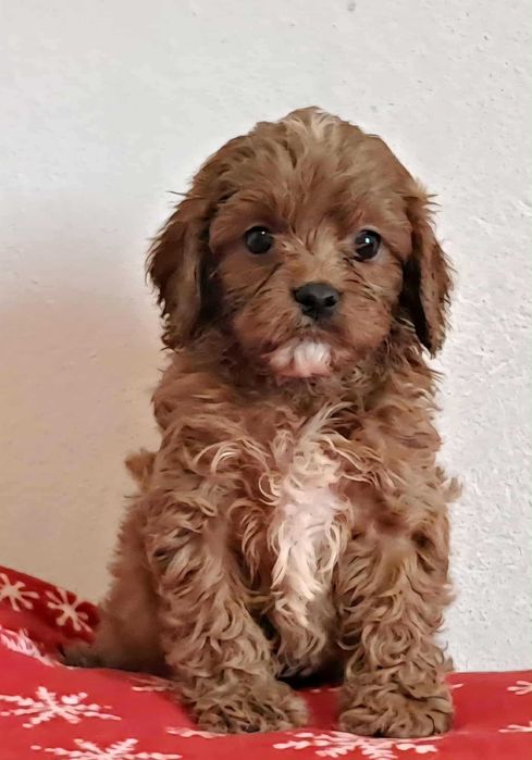 aktualne! piesek red cavapoo f1 cavalier x pudel mini 8tyg do  odbioru