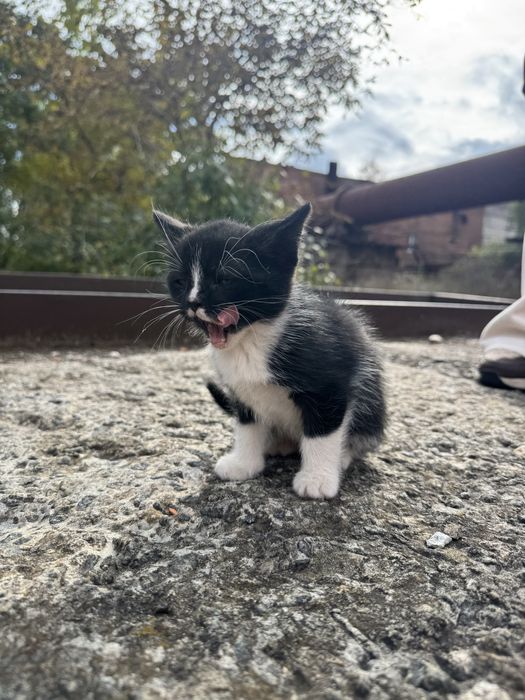 Відамо гарних котиків