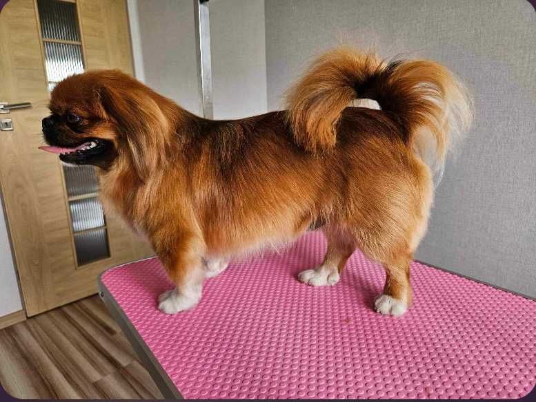 Groomer, psi fryzjer - ScoobyGroomer