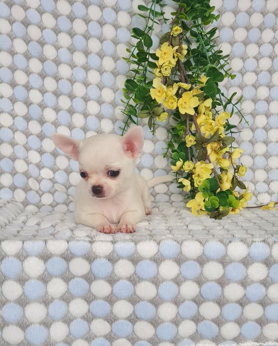 Excecional mini menino Chihuahua/chihuahua de Qualidade