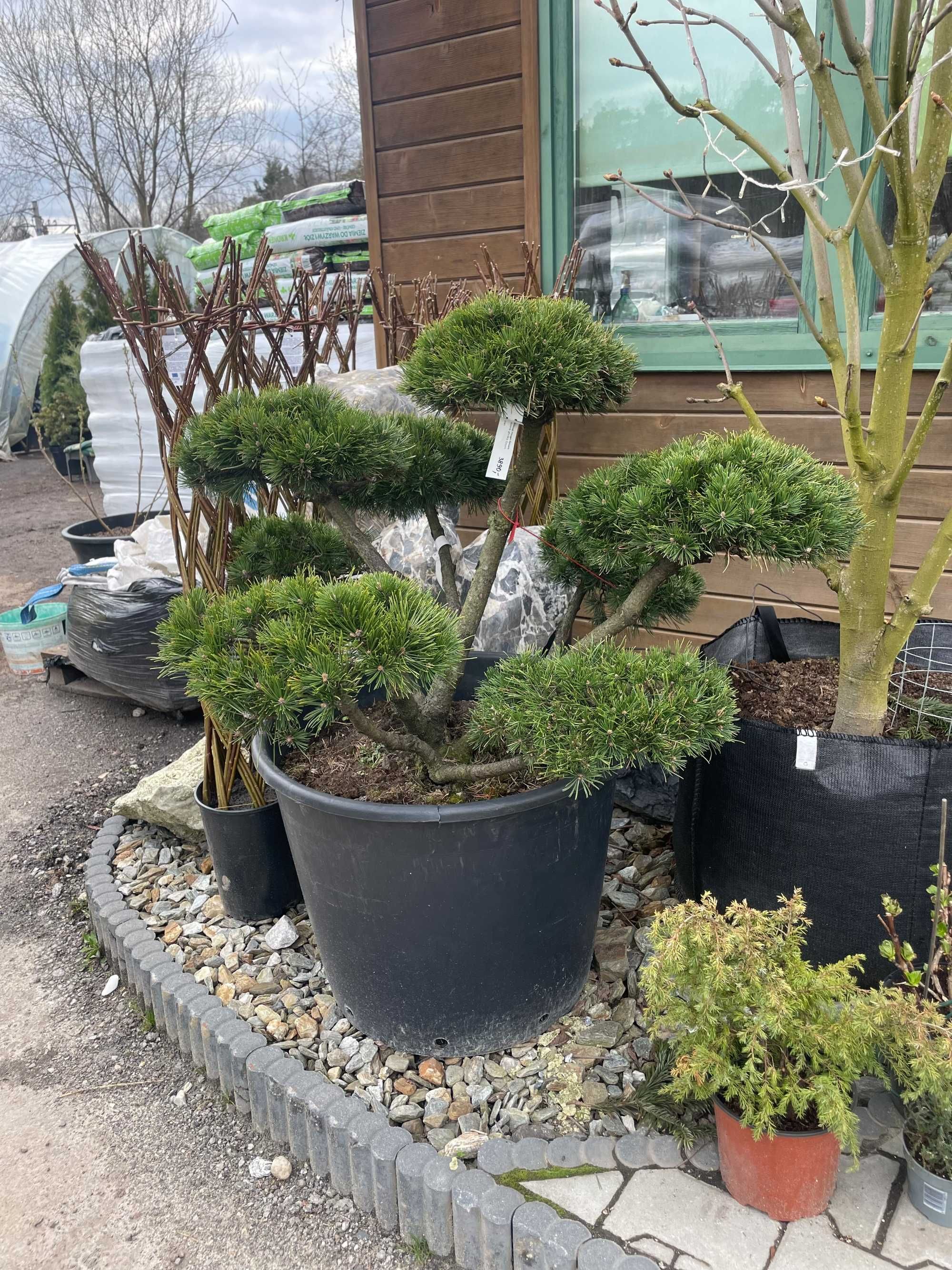 BONSAI Sosna pinus mugo Gnom / drzewa formowane / krzewy ozdobne