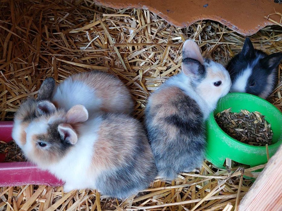 Króliczek królik miniaturka