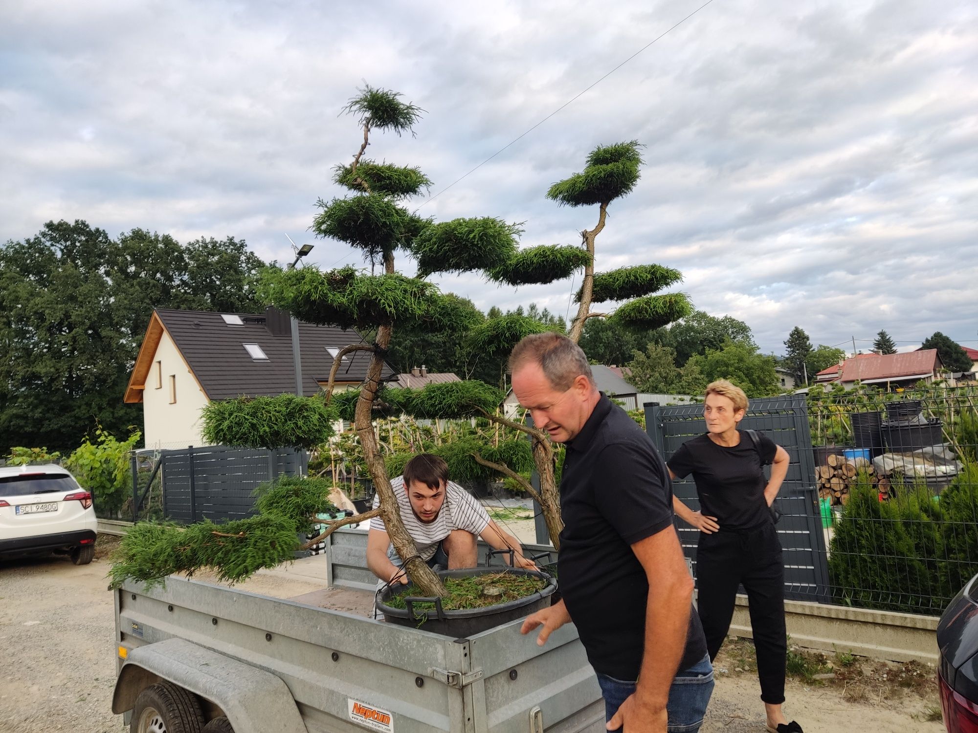 Drzewa i krzewy formowane Niwaki - bonsai -SZKÓŁKA