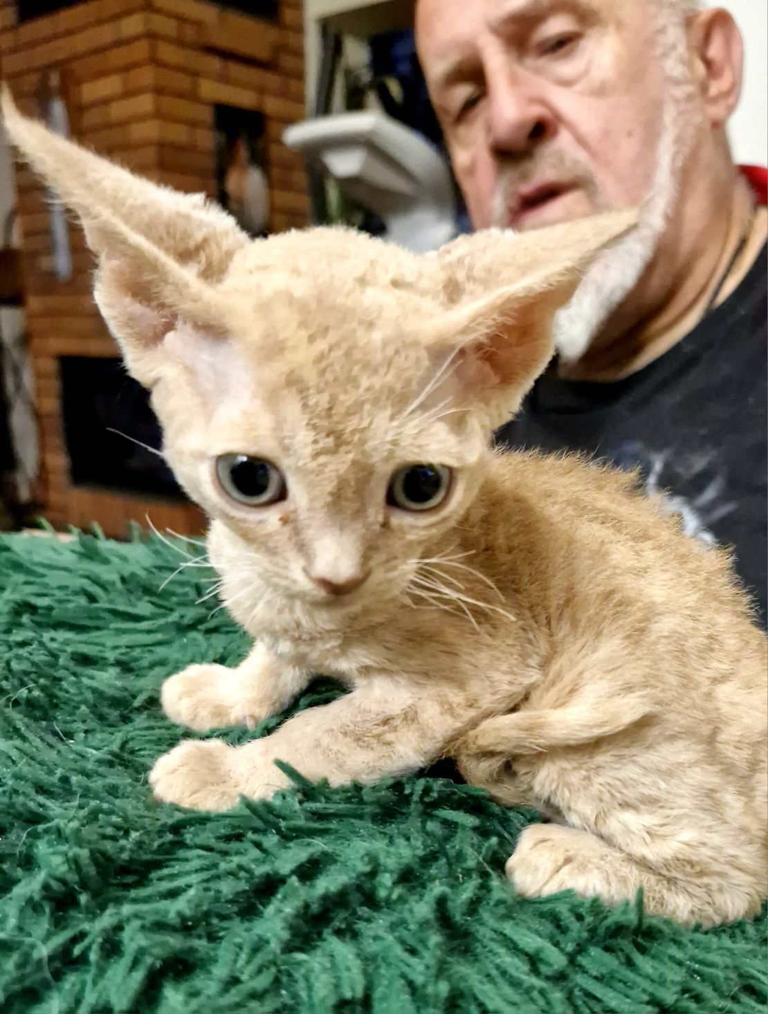 Salvador  karmelowy cudniasty Devon Rex chłopiec