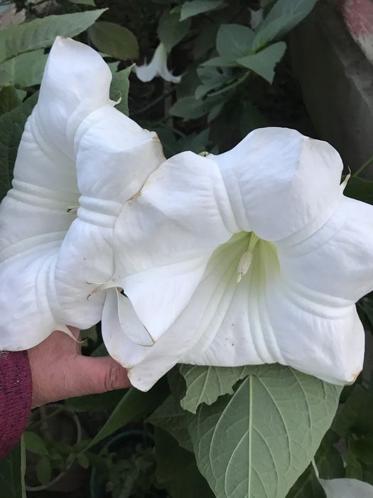 Sadzonka datury wieloletniej odmiany okeiayach pojedynczych i pelnych