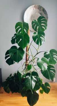 Kwiat doniczkowy Monstera