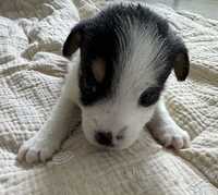 Sunia Jack Russell Terrier !!