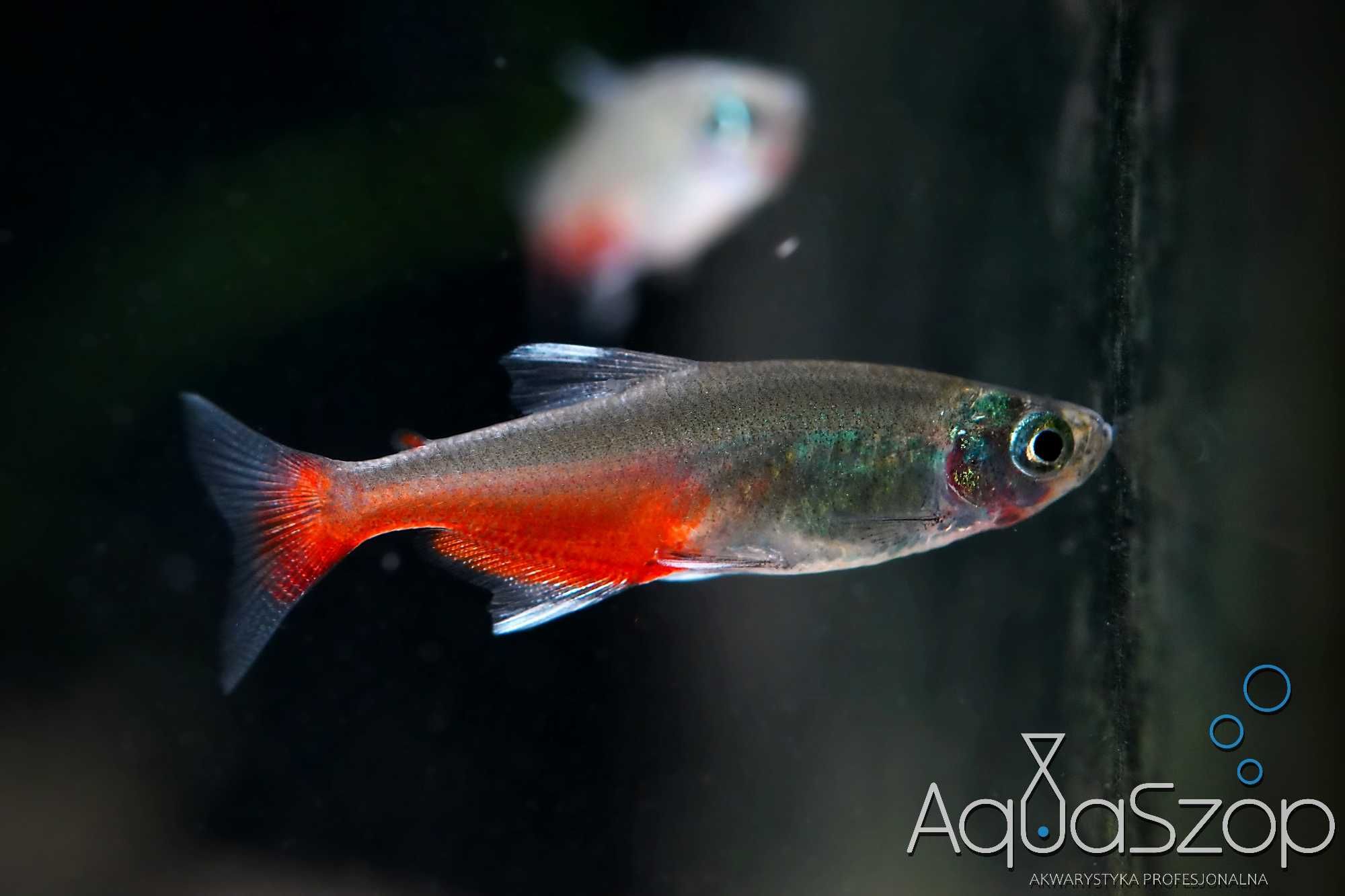 Żwawik Rathbuniego ( Aphyocharax rathbuni ) - AQUASZOP