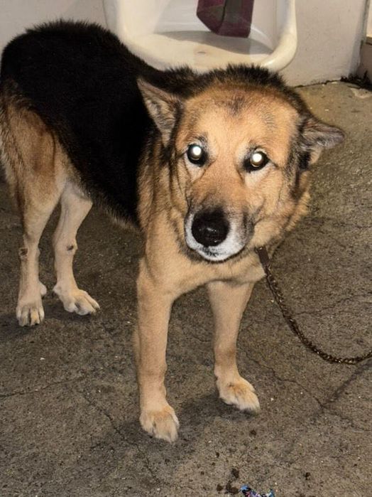 Adoção Responsável - Cão