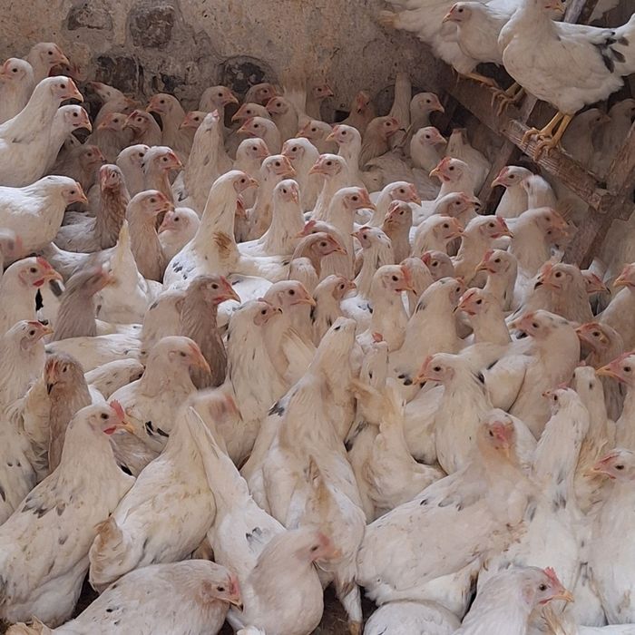 Nioska Młode zdrowa