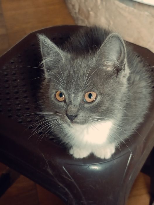 Отдам котят в хорошие руки