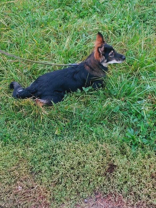 Отдаю собаку бесплатно СРОЧНО!!!