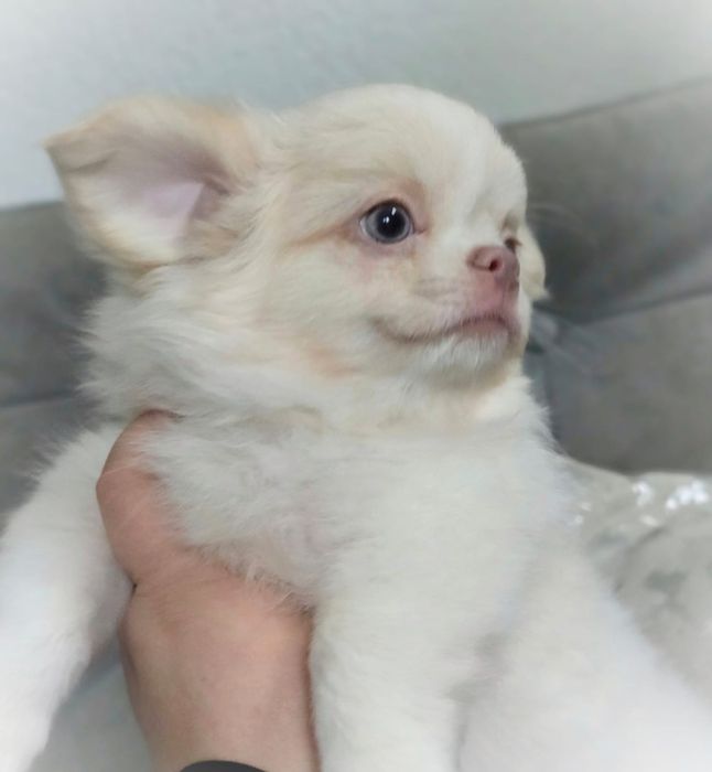 Chłopiec chihuahua długowłosy fci