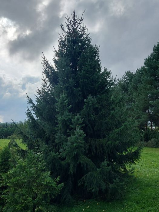 Świerk SERBSKI w doniczce p9 20-30cm