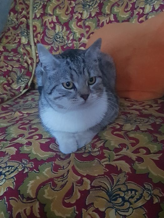 Домашняя передержка кошек и собак