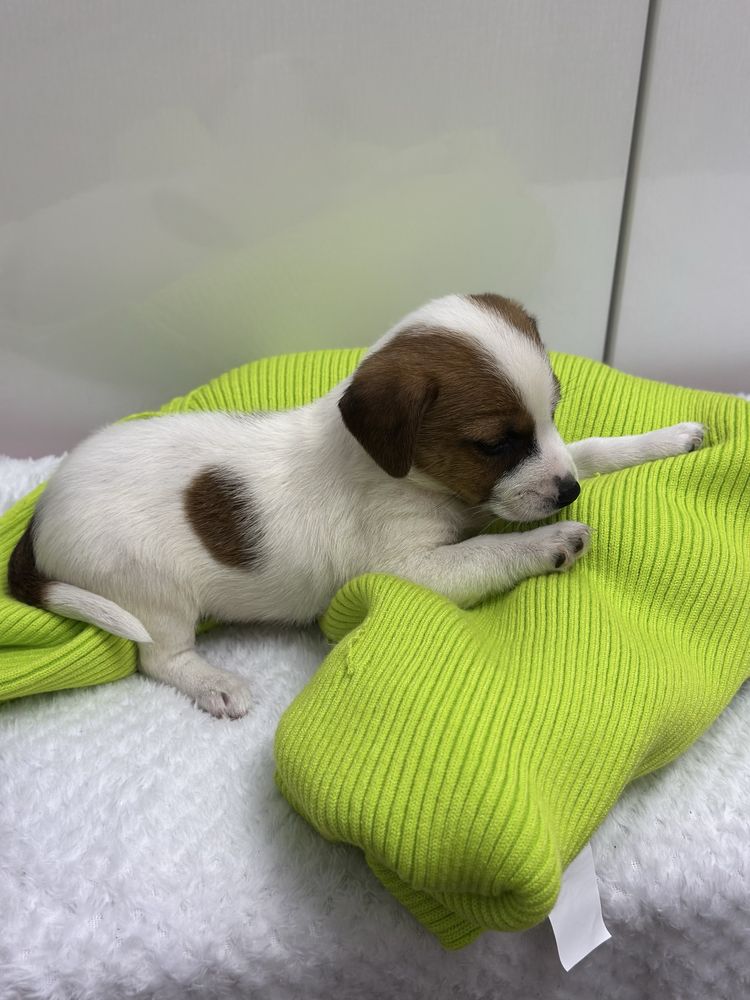 Piesek rasowy Jack Russell Terrier z Rodowodem 6 tygodniowy