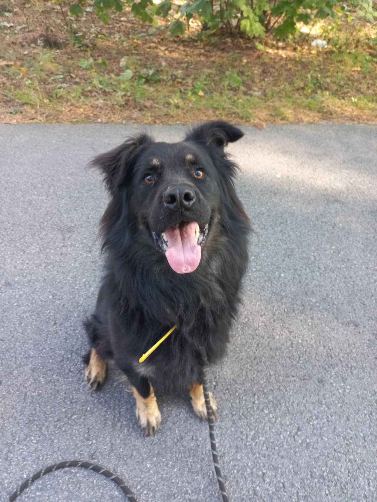 Duży długowłosy owczarek do adopcji, przyjazny do ludzi 3letni
