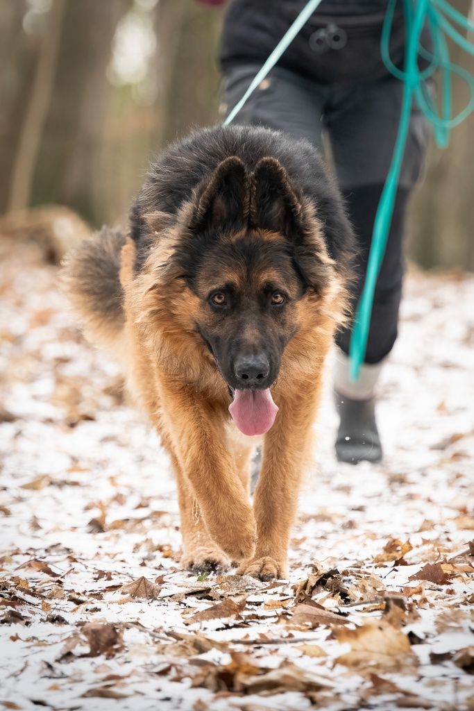 Młody Max ONek do adopcji!