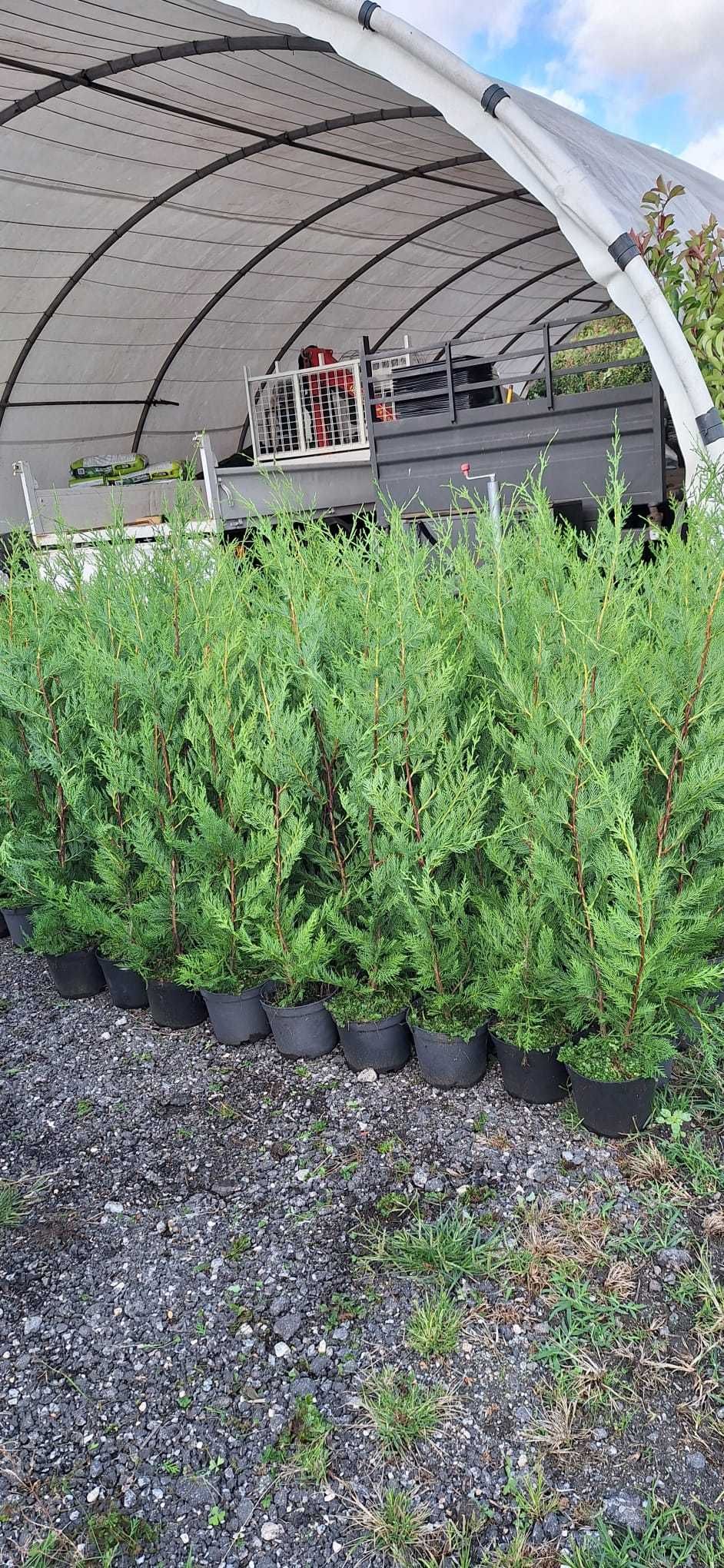 Cupressus Leylandii 100-150cm