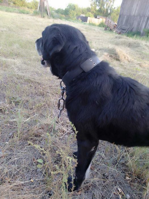 Лабрадор 8 років