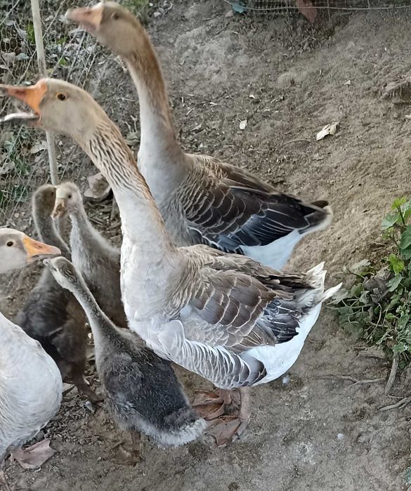 Ganso adulto machos ou fêmeas casais