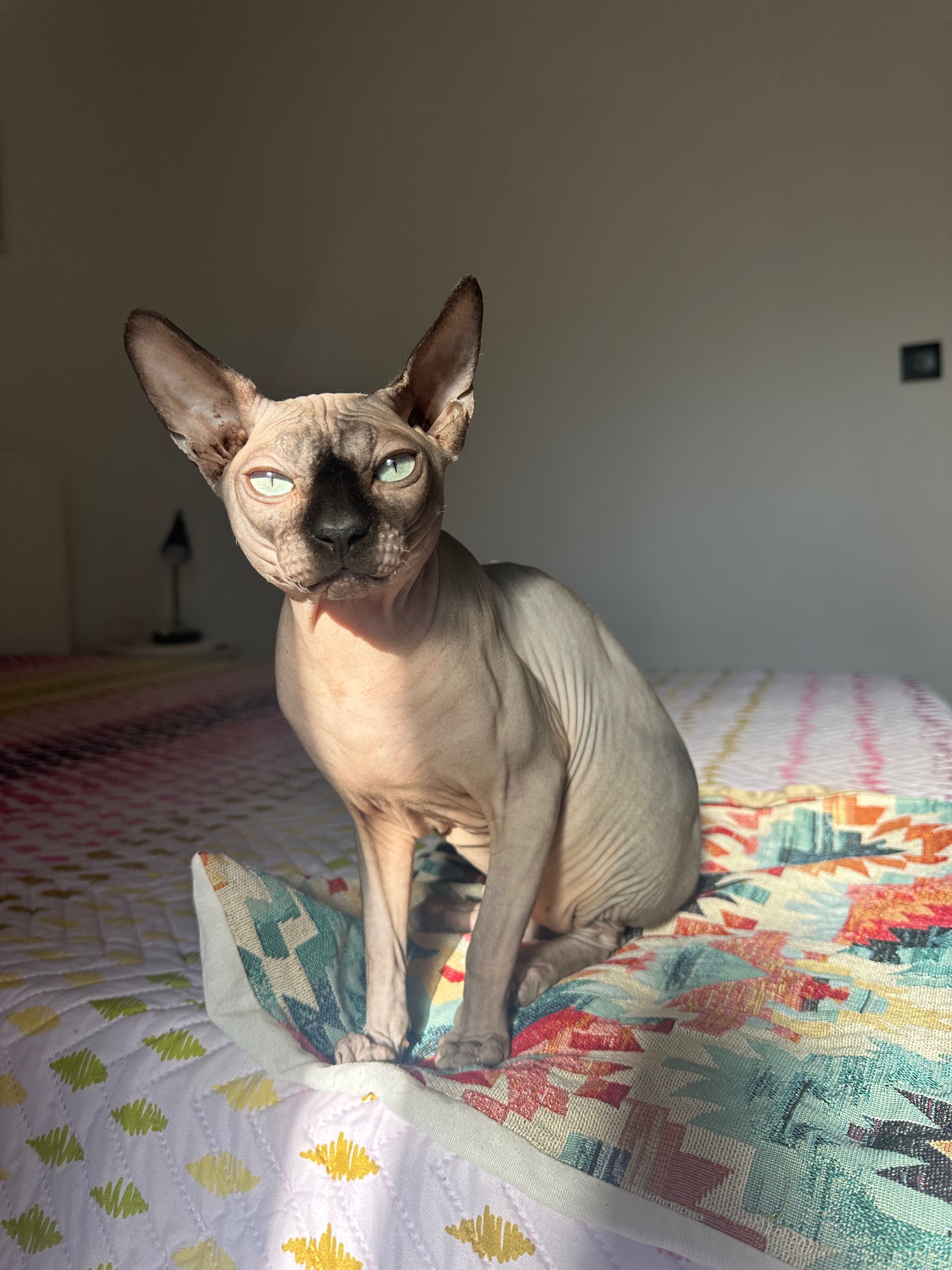 Sphynx para acasalamento
