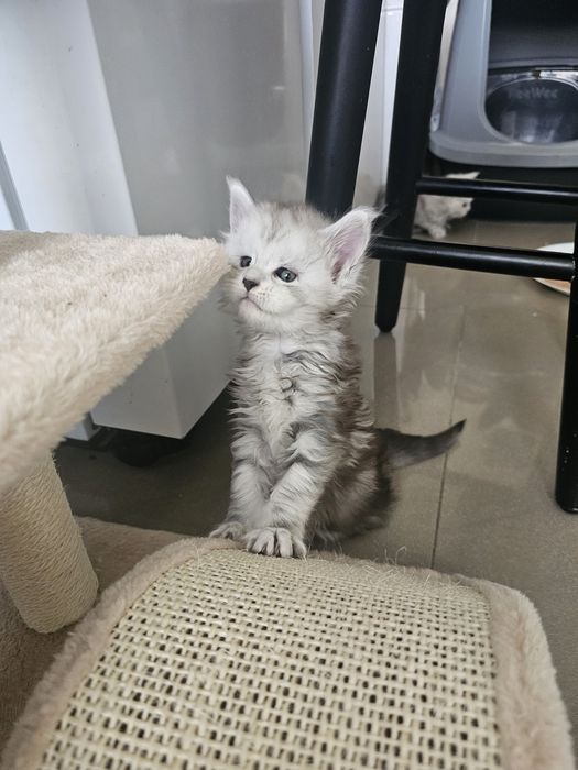 Śliczny kocurek Dexter  Maine Coon ns z linii shaded ns